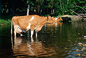 COW 02 LS0045 01
Guernsey Cattle Wading In Pond