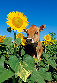 COW 02 LS0048 01
Head Shot Of Jersey Cow Standing In Field Of Sunflowers Blue Sky