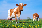 COW 02 LS0049 01
Two Guernsey Cows Grazing On Pasture Blue Sky