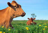 COW 02 LS0050 01
Two Guernsey Cows Laying On Pasture Blue Sky