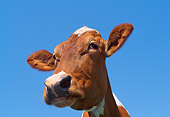 COW 02 LS0051 01
Low-Angle Head Shot Of Guernsey Cow Blue Sky