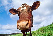 COW 02 LS0052 01
Low-Angle Head On Head Shot Of Dairy Cow Standing In Pasture Blue Sky