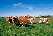 COW 02 LS0053 01
Guernsey Cattle Standing In Pasture Blue Sky