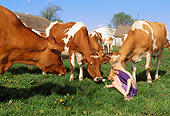 COW 02 LS0054 01
Guernsey Cattle Sniffing Flower Held By Girl