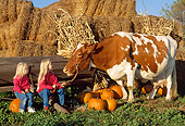 COW 02 LS0055 01
Guernsey Cow Standing By Two Girls, Hay Bales And Pumpkins