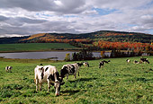 COW 02 LS0056 01
Holstein Cattle Grazing In Pasture By Lake Hills Vermont