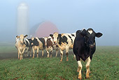 COW 02 LS0057 01
Holstein Cattle Standing In Morning Fog By Barn Illinois