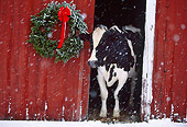 COW 02 LS0058 01
Holstein Cow Peeking Out Of Barn Door By Christmas Wreath