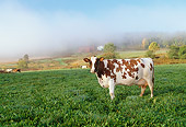 COW 02 LS0059 01
Ayrshire Cow Standing In Pasture New York