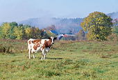 COW 02 LS0060 01
Ayrshire Cow Standing In Pasture By Red Barn And Autumn Trees