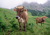 COW 02 LS0061 01
Two Brown Swiss Cows Standing In Field By Mountains Switzerland