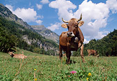 COW 02 LS0062 01
Three Brown Swiss Cows In Field By Mountains Switzerland