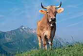 COW 02 LS0063 01
Brown Swiss Cow Standing In Field By Mountains Switzerland