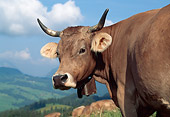 COW 02 LS0064 01
Close-Up Of Brown Swiss Cow Standing In Field By Mountains Switzerland