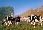 COW 02 LS0065 01
Herd Of Holstein Cows Standing In Pasture