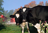 COW 02 LS0066 01
Two Holstein Cows Standing In Pasture