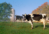 COW 02 LS0067 01
Herd Of Holstein Cows Standing In Pasture