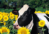 COW 02 LS0068 01
Head Shot Of Holstein Cow Standing By Sunflowers