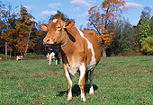 COW 02 LS0069 01
Guernsey Cow Standing In Pasture