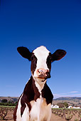 COW 02 RK0002 43
Wide Angle Head Shot Of Dairy Cow Facing Camera Blue Sky