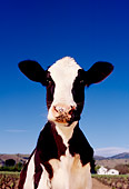 COW 02 RK0003 19
Wide Angle Head Shot Of Dairy Cow Facing Camera Farmland Background Blue Sky