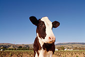 COW 02 RK0003 27
Wide Angle Head Shot Of Dairy Cow Facing Camera Farmland Background Blue Sky