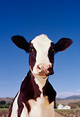 COW 02 RK0003 44
Wide Angle Head Shot Of Dairy Cow Facing Camera Farmland Background Blue Sky