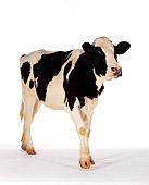 COW 02 RK0009 05
Black And White Dairy Cow On White Seamless Background
