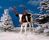 COW 02 RK0012 05
Black And White Calf Standing On Snow Wearing Antlers And Christmas Bells Around Neck