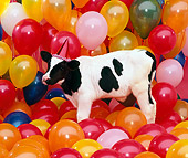 COW 02 RK0016 16
Black And White Dairy Calf Standing Among Balloons Wearing Party Hat