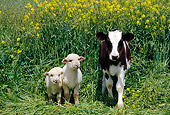COW 02 RK0021 11
Black And White Calf With Two Lamb In Yellow Flower Field
