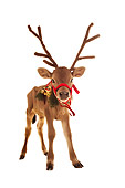 COW 02 RS0002 01
Humorous Calf Wearing Antlers On White Seamless