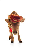 COW 02 RS0003 01
Humorous Calf Wearing Hat And Bandana On White Seamless