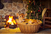 COW 02 RS0004 01
Humorous Calf Laying In Basket Beside Fireplace & Christmas Tree