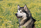 DOG 01 AB0001 01
Head Shot Of Alaskan Malamute Sitting In Field