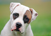 DOG 01 AB0002 01
Head Shot Of American Bulldog Sitting On Grass
