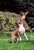 DOG 01 AB0003 01
American Bulldog Jumping To Fetch On Grass