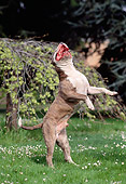 DOG 01 AB0004 01
American Bulldog Standing On Hind Legs To Fetch On Grass