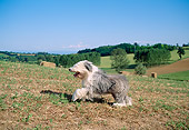 DOG 01 AB0007 01
Bearded Collie Running On Farm