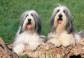 DOG 01 AB0008 01
Two Bearded Collies Resting On Log