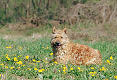 DOG 01 AB0010 01
Belgian Shepherd Dog (Laekenois) Laying In Grass And Dandelions