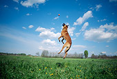 DOG 01 AB0011 01
Belgian Malinois Jumping To Catch Ball On Grass Field