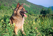 DOG 01 AB0012 01
Tervuren Belgian Shepherd Resting In Tall Grass And Wildflowers