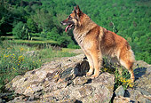 DOG 01 AB0013 01
Tervuren Belgian Shepherd Standing On Rocks