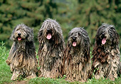 DOG 01 AB0014 01
Four Bergamasco Shepherds Sitting On Grass