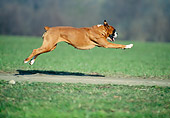 DOG 01 AB0015 01
Boxer Running On Path In Grass Field