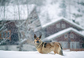 DOG 01 AB0019 01
German Shepherd Standing In Snow By House