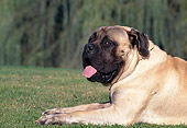 DOG 01 AB0021 01
Close-Up Of English Mastiff Resting On Grass