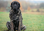 DOG 01 AB0022 01
English Mastiff Sitting On Grass