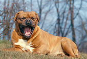 DOG 01 AB0023 01
Dogue De Bordeaux Resting On Grass